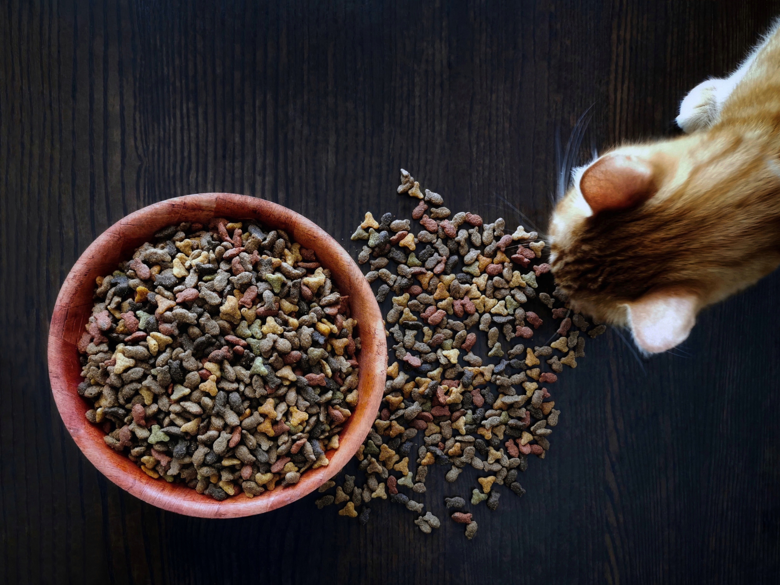 ginger-cat-eating-dry-cat-food-flay-lay-top-view-2025-03-11-05-14-53-utc