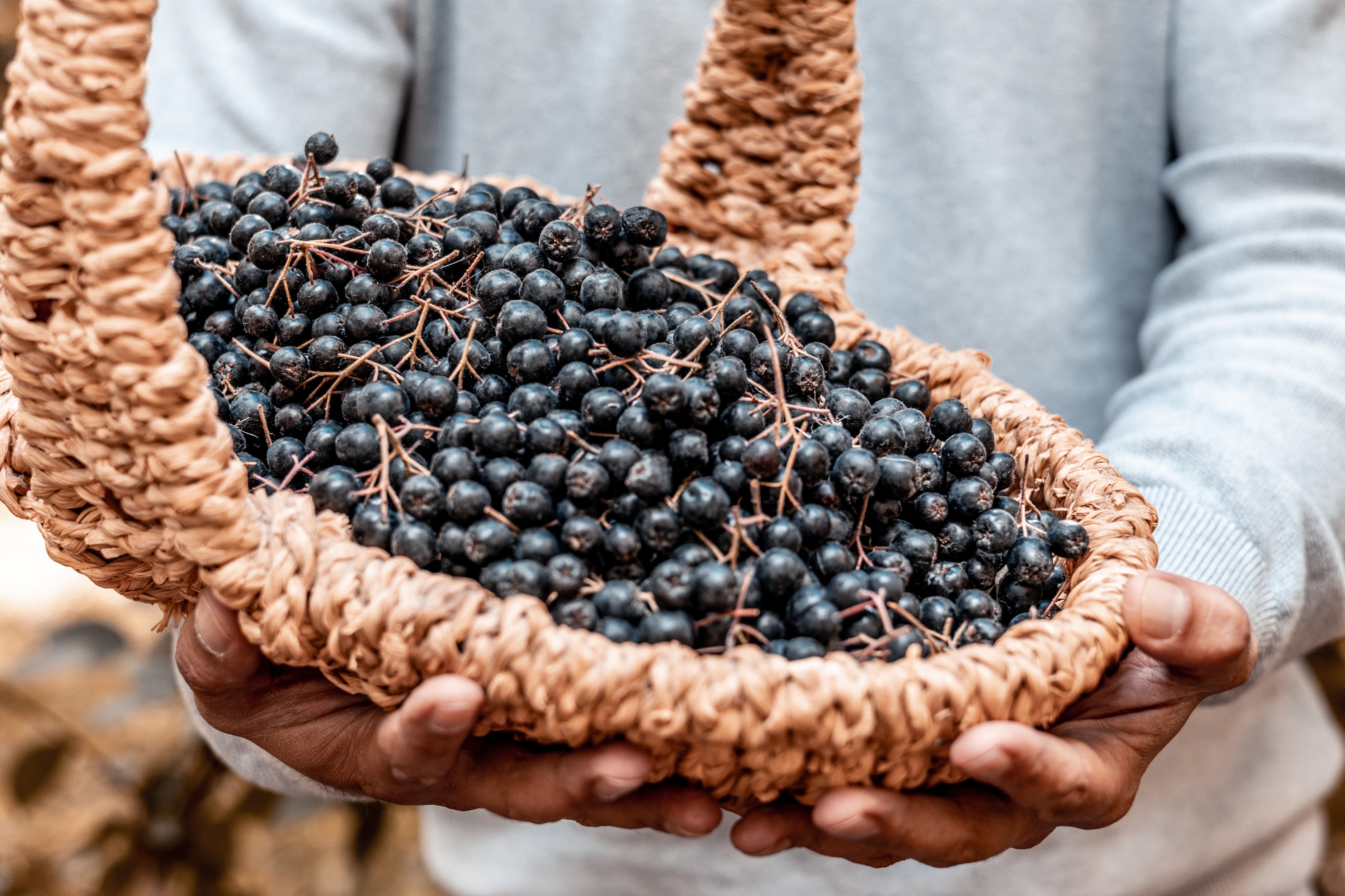 harvest-of-ripe-black-chokeberry-in-basket-in-man-2025-02-22-01-44-00-utc